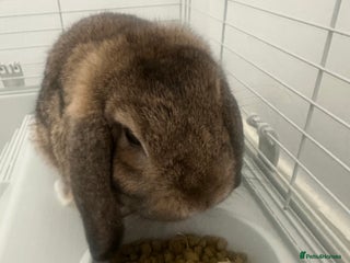 Mini Lop rabbits for sale - Advert 1