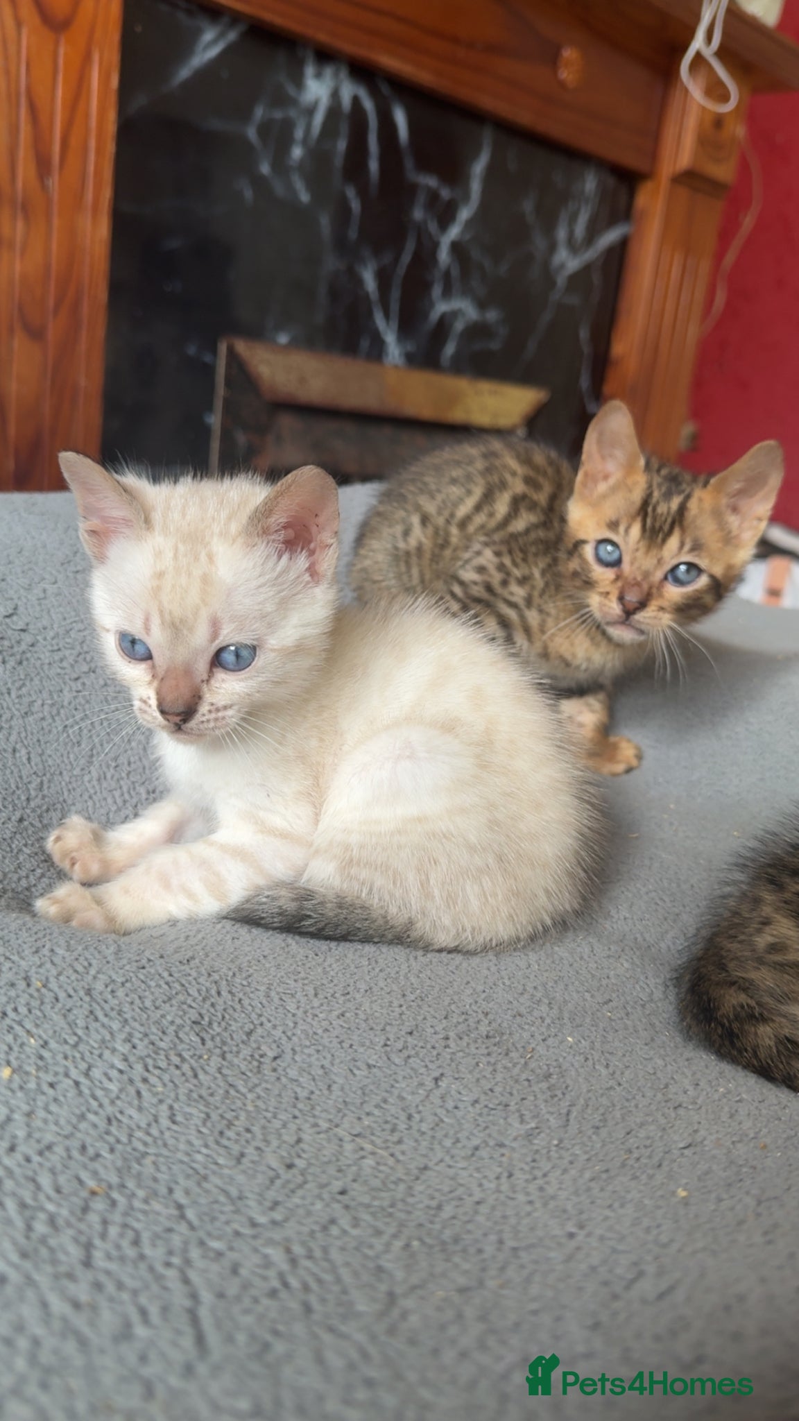 Bengal cats for sale: Full bengal kittens in Plymouth - Advert 12
