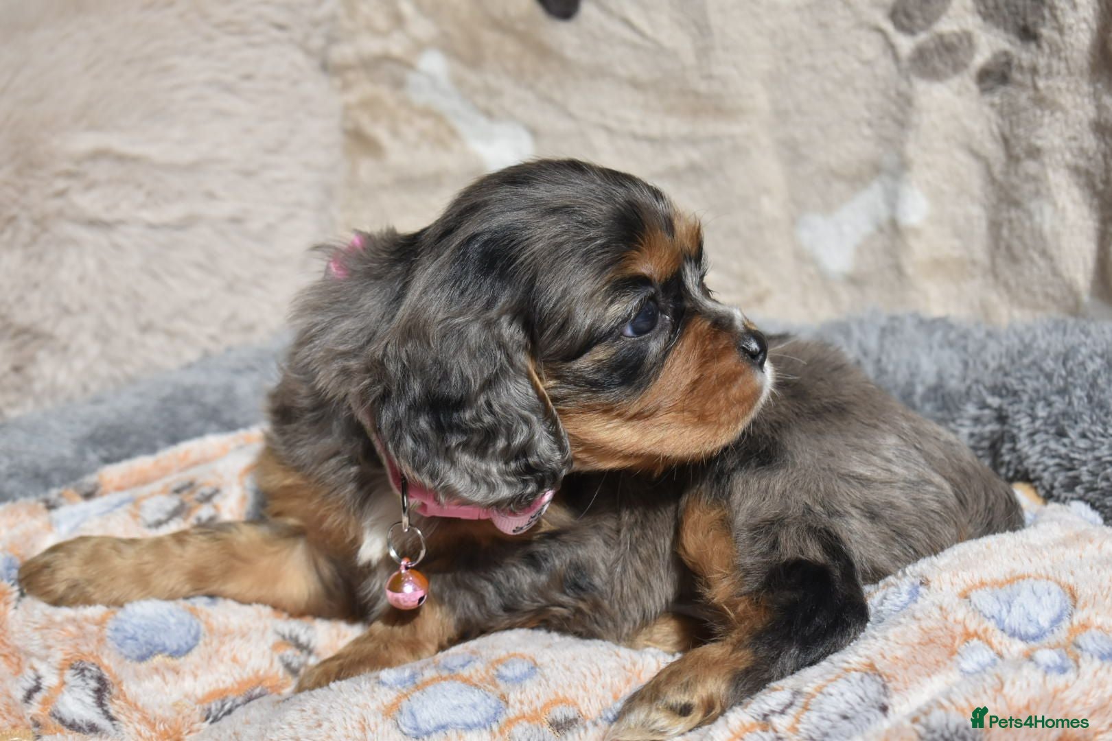 Cavapoo dogs Health Tested Cavapoo Puppies  - Advert 3