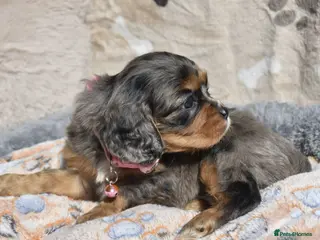 Cavapoo dogs Health Tested Cavapoo Puppies - Advert 3