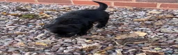 Labrador Retriever dogs for sale: Gorgeous Labrador pups - Advert 16