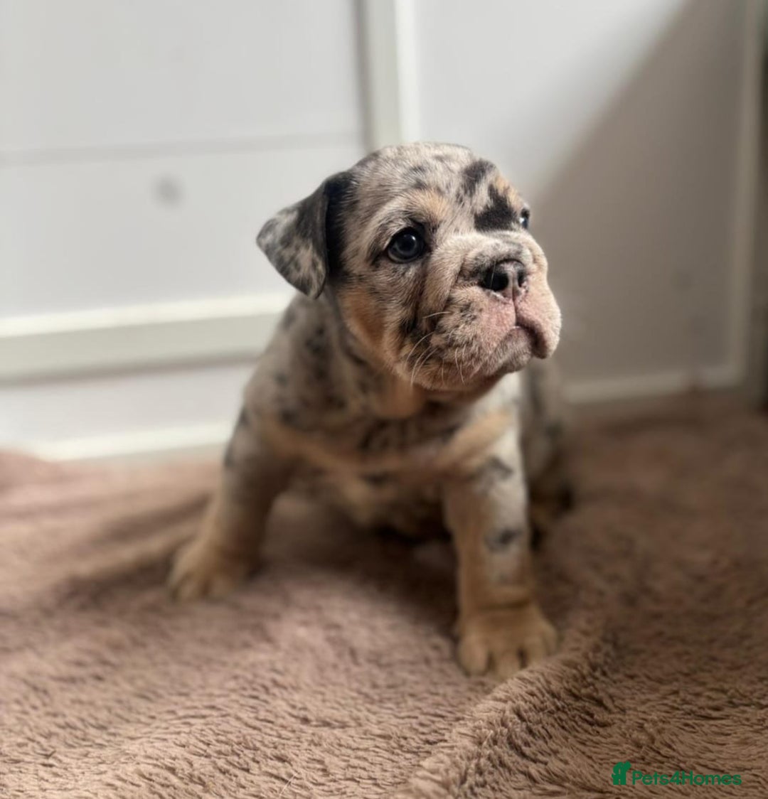 English Bulldog dogs for sale: Beautiful English Bulldog Puppies - Image 14