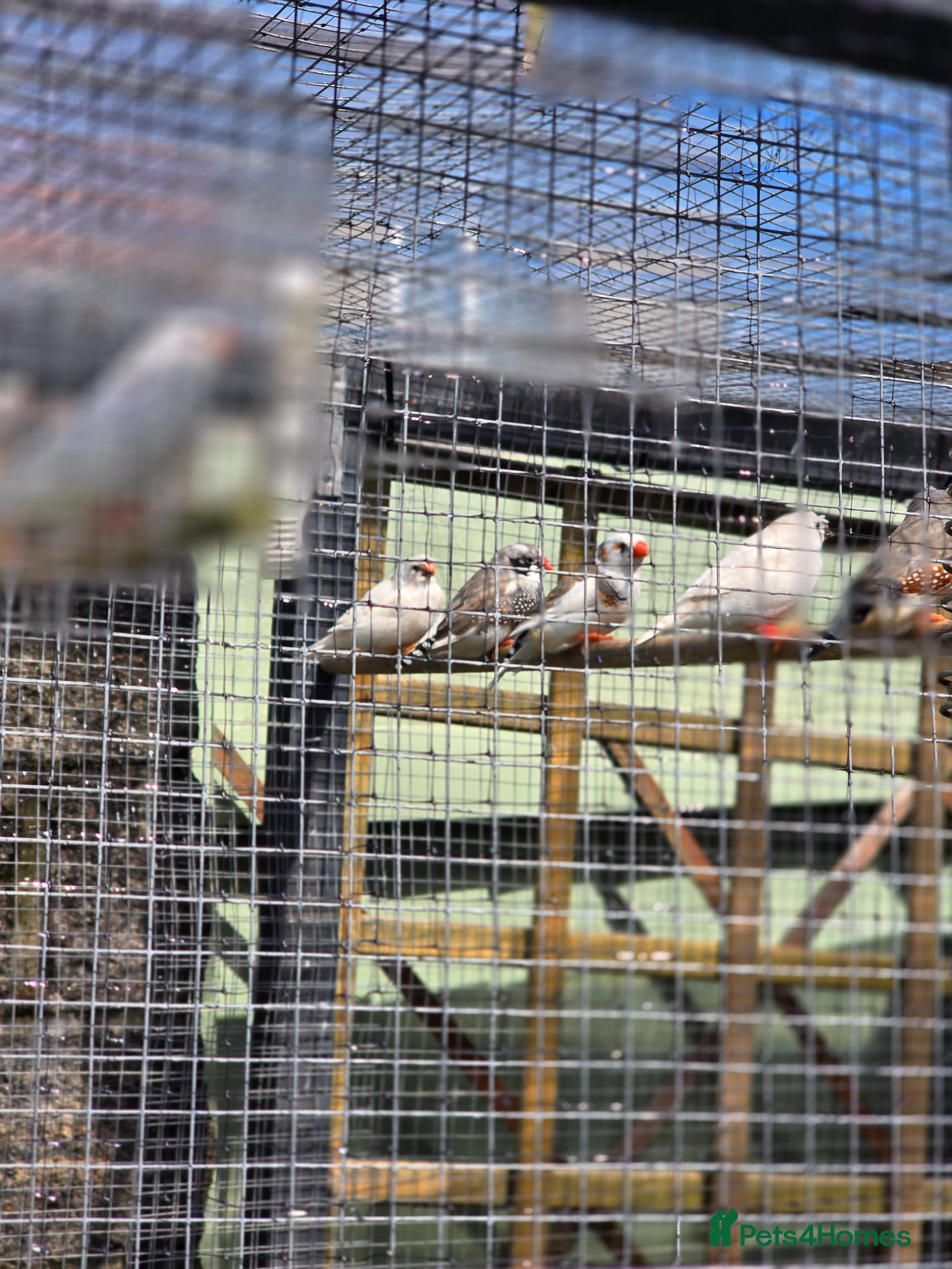 Finches birds for sale: Zebra Finches  in Bridgend - Advert 2