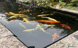 Koi Carp fish for sale: Complete Koi carp set up for sale - Image 3