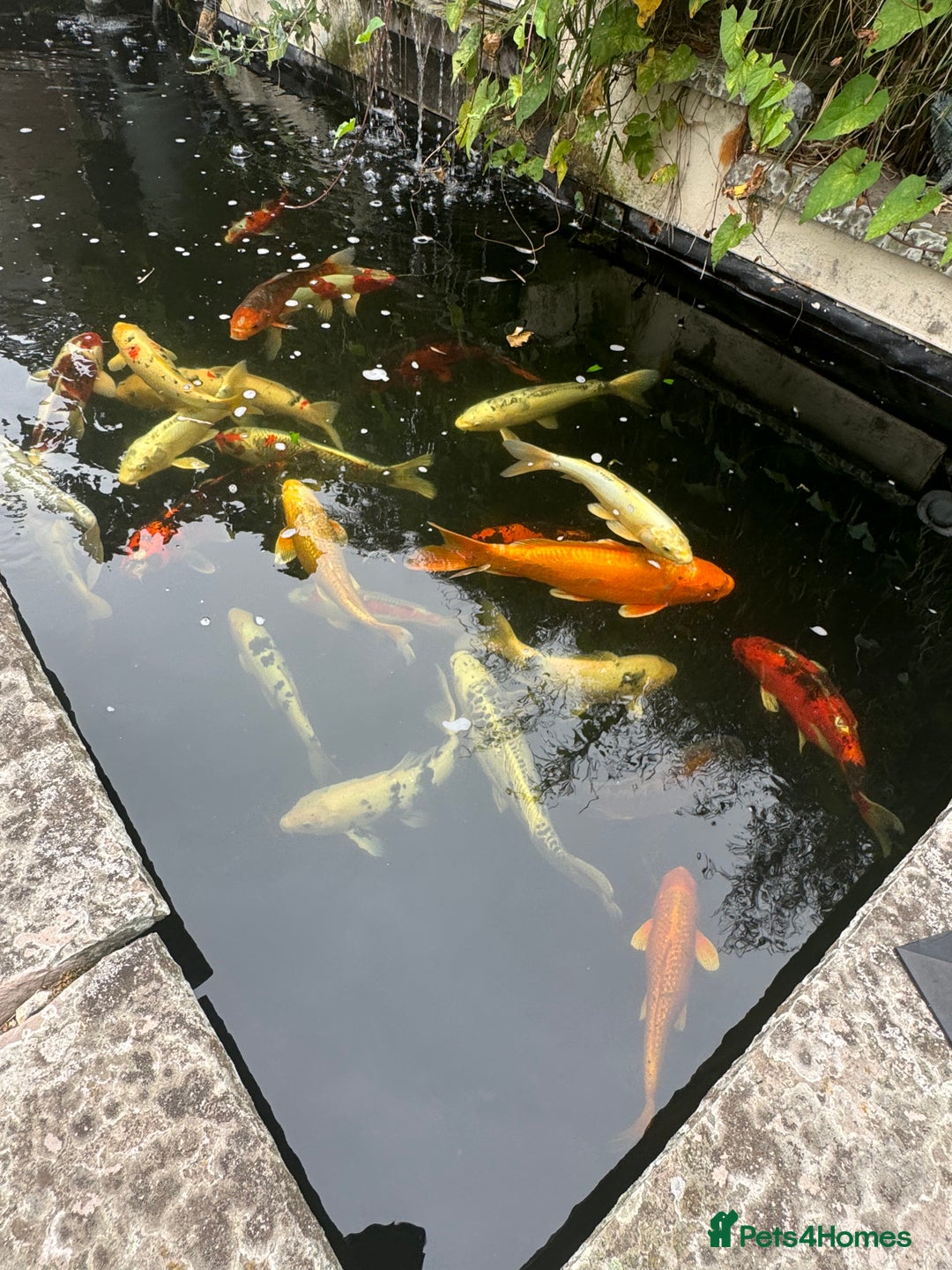 Koi Carp fish for sale: Complete Koi carp set up for sale - Image 3