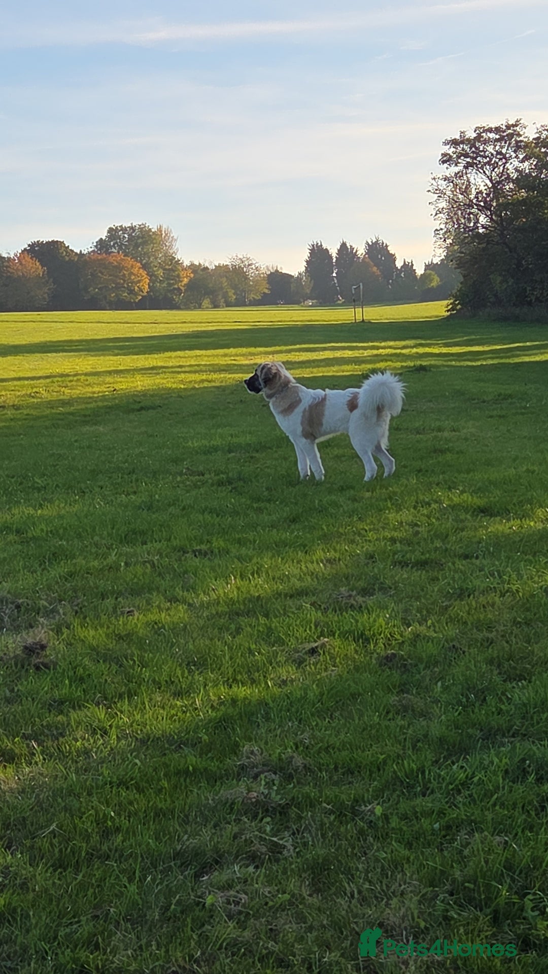 Saint Bernard dogs for sale: Puppy for rehoming - Image 2