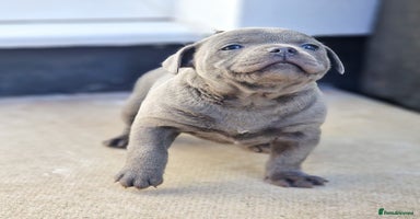 Staffordshire Bull Terrier dogs - Advert 8