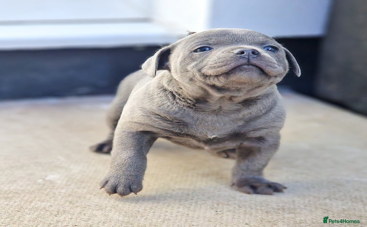 Staffordshire Bull Terrier dogs - Advert 4