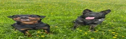 Rottweiler dogs for sale: Beautiful Female Rottweiler for adoption  - Advert 9