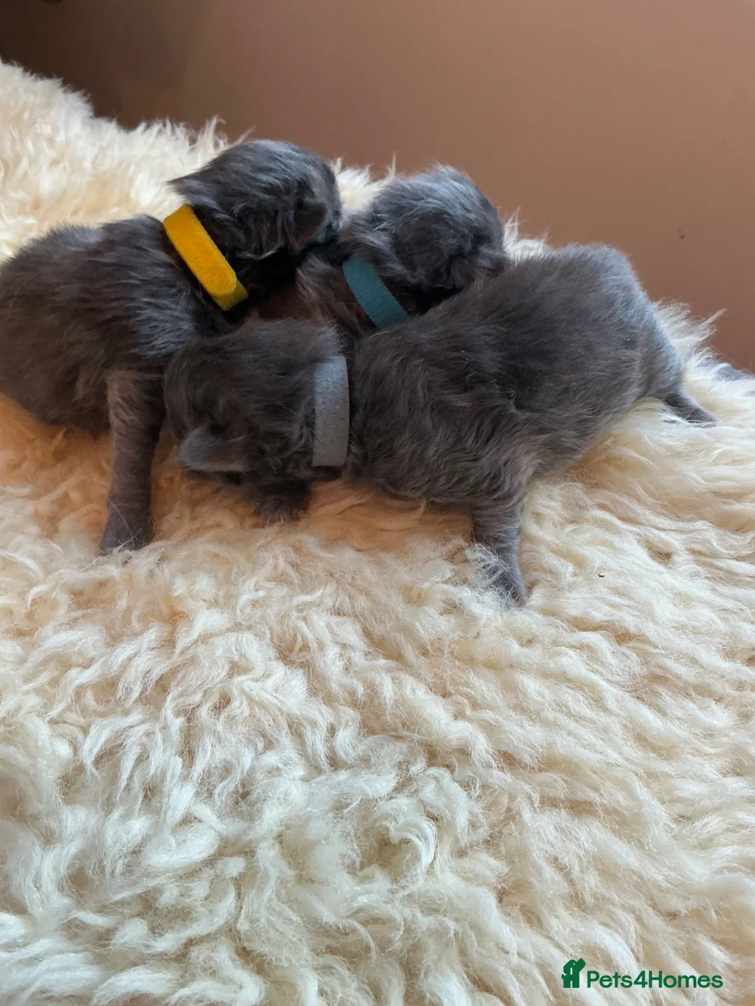 Maine Coon cats for sale: Beautiful Maine Coon x Ragdolls - Advert 2