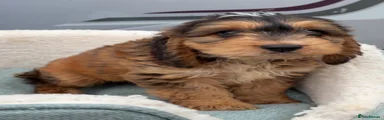 Cockapoo 2