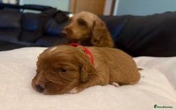 Mixed Breed dogs for sale: Cockapoo/Cavapoo Mix Puppies Available 10 Nov 25 - Image 22