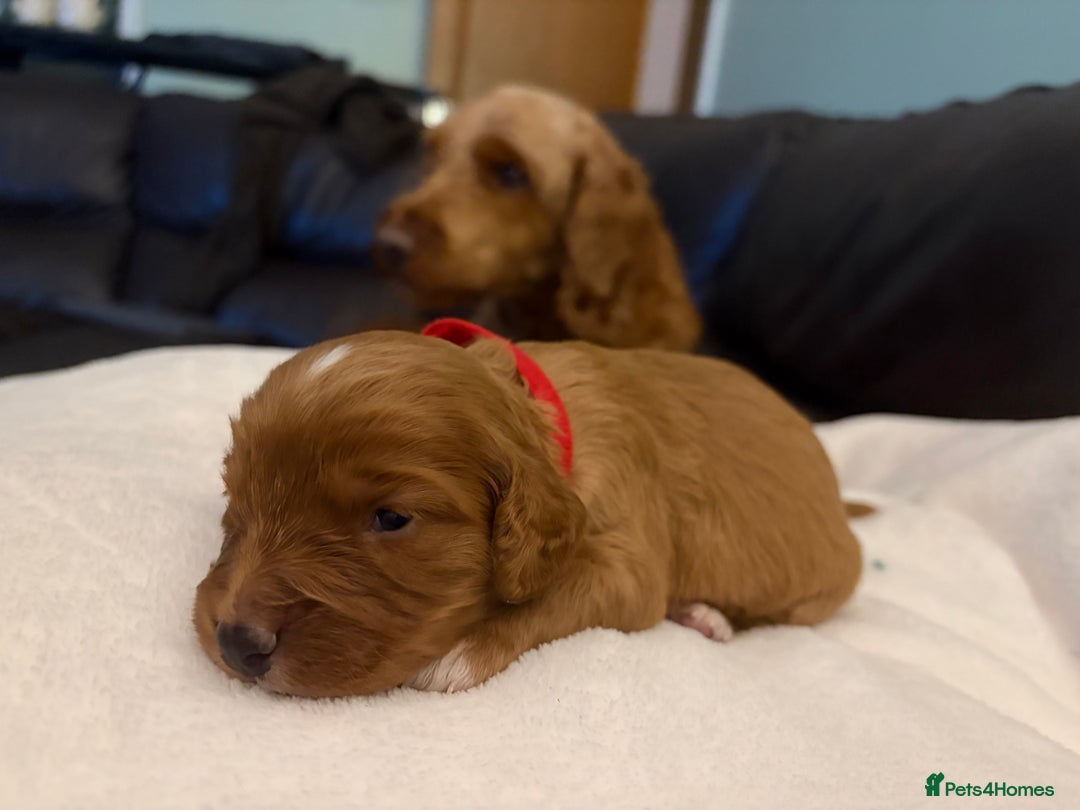 Mixed Breed dogs for sale: Cockapoo/Cavapoo Mix Puppies Available 10 Nov 25 - Image 22