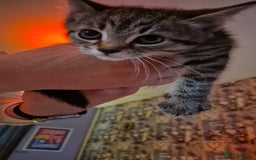 Mixed Breed cats for sale: Kittens for sale - Image 2