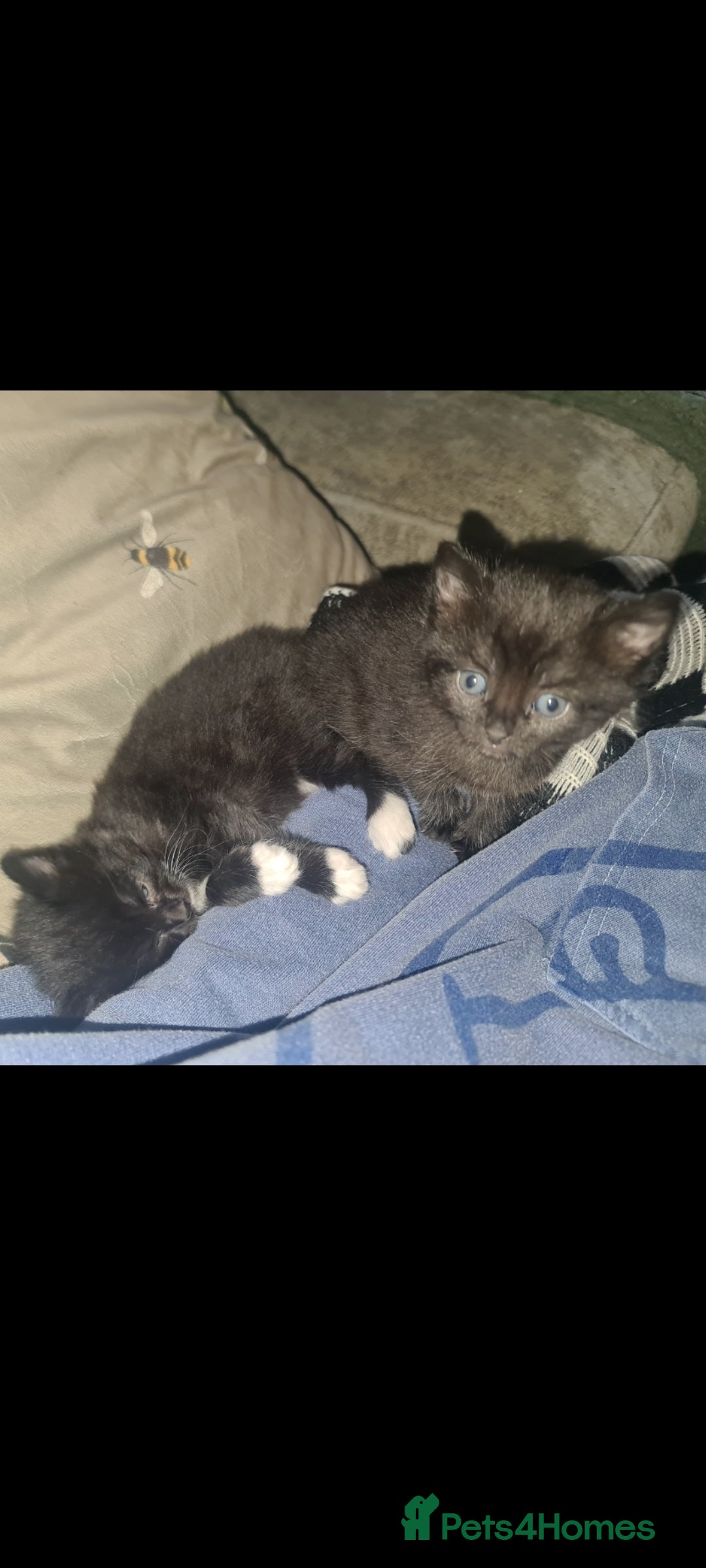 Mixed Breed cats for sale: Affectionate adorable kittens  - Advert 2