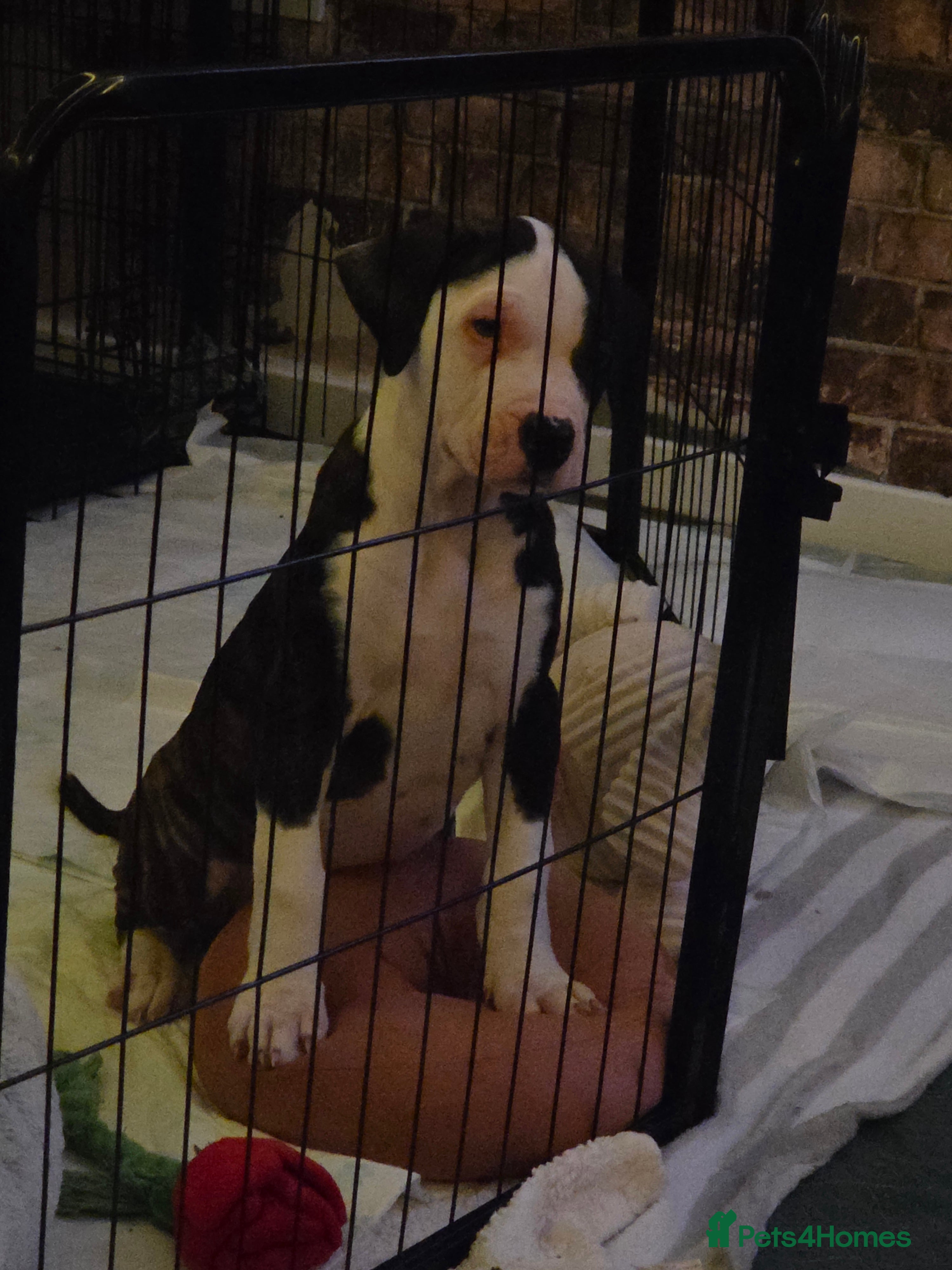 American Bulldog dogs 1 BEAUTIFUL GIRL REMAINING  - Advert 2