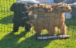 Cockapoo dogs for sale: Cockapoo babies  - Image 4