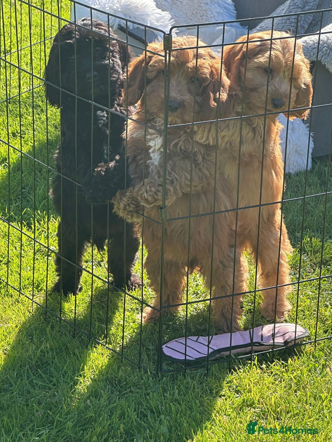 Cockapoo dogs for sale: Cockapoo babies  - Image 4