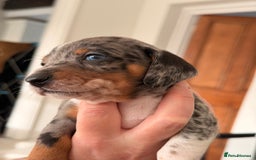 Mixed Breed dogs for sale: Miniature Dachshund × Dachshund Cockapoo Puppies - Advert 13