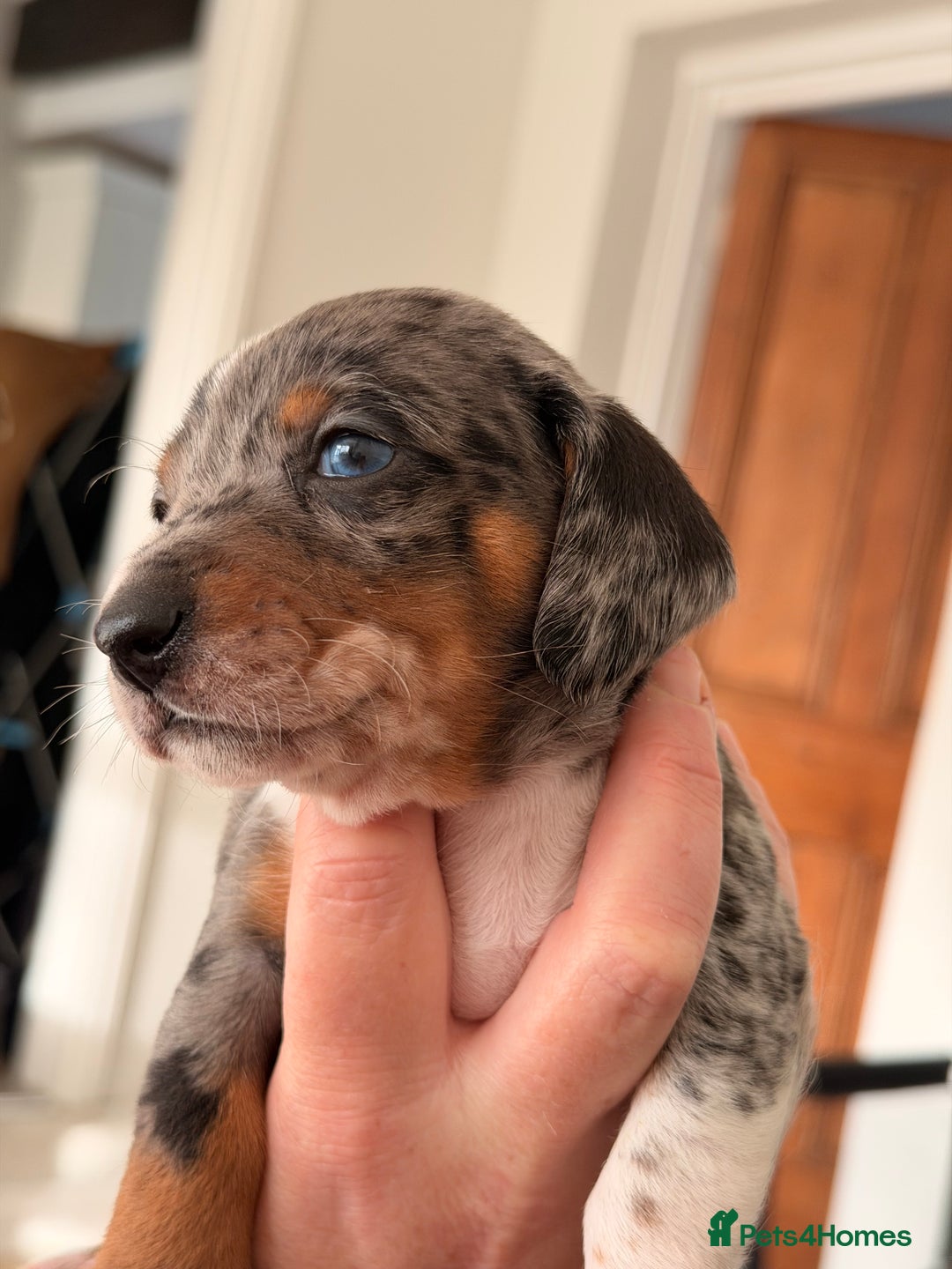 Mixed Breed dogs for sale: Miniature Dachshund × Dachshund Cockapoo Puppies - Advert 13