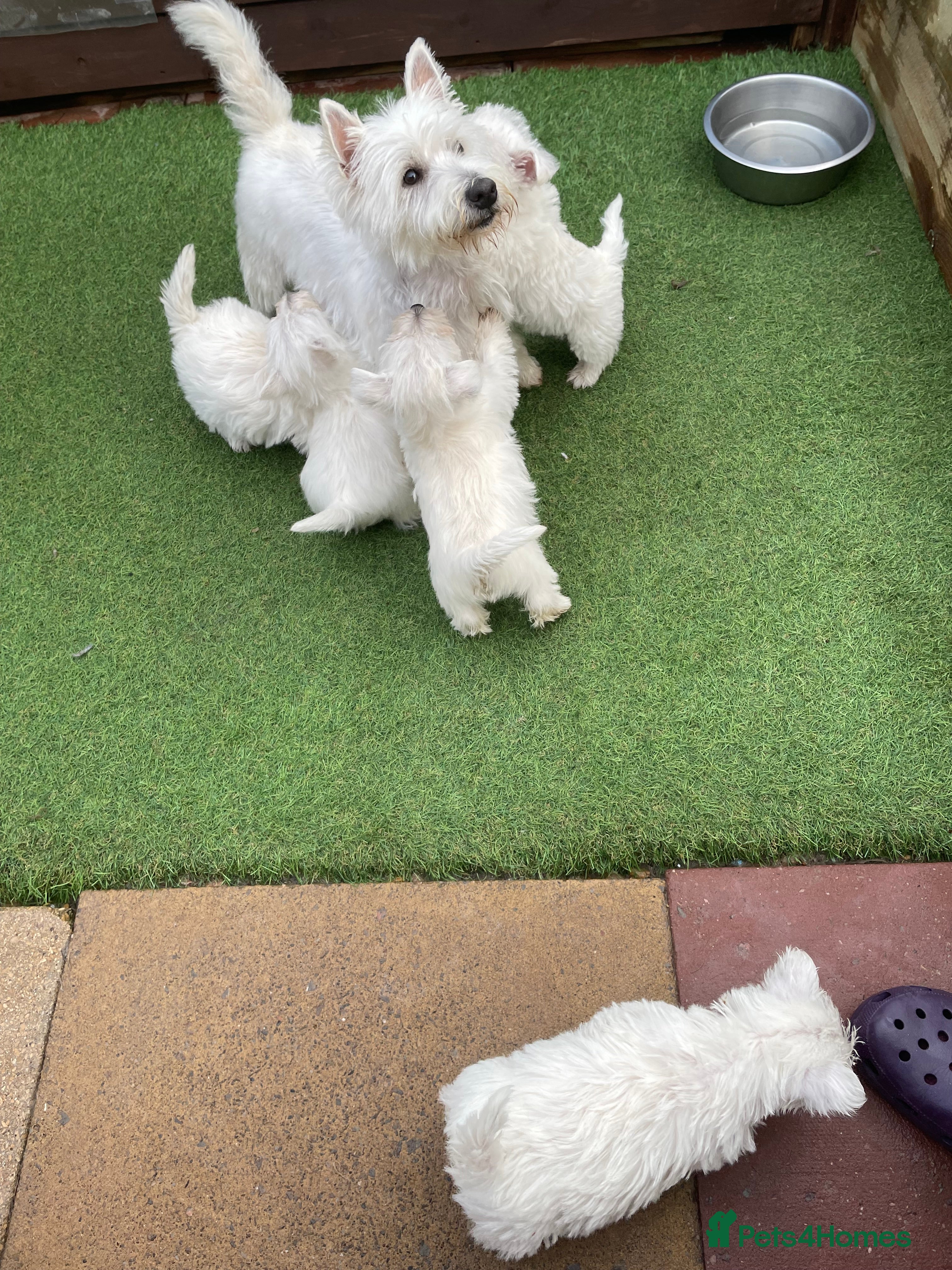 West Highland Terrier dogs West highland terrier  - Advert 4