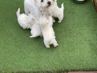 West Highland Terrier dogs - Advert 9