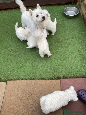 West Highland Terrier dogs - Advert 1