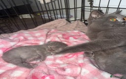 British Shorthair cats for sale: 1 male British blue shorthair kitten - Image 6