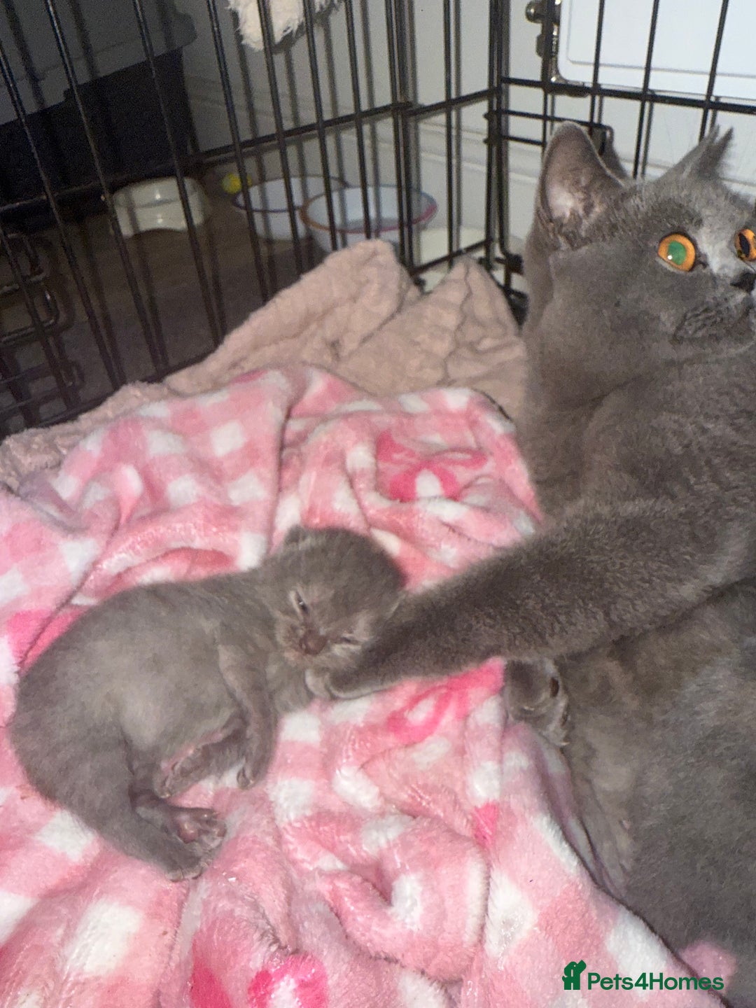 British Shorthair cats for sale: 1 male British blue shorthair kitten - Image 6