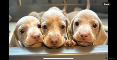 Miniature Dachshund dogs - Advert 7