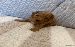 Schnoodle dogs for sale: Miniature Poodle X Schnoodle pups for sale - Image 3
