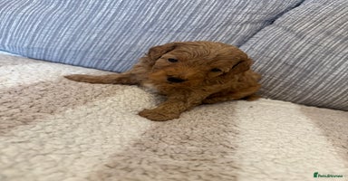 Schnoodle dogs - Advert 6