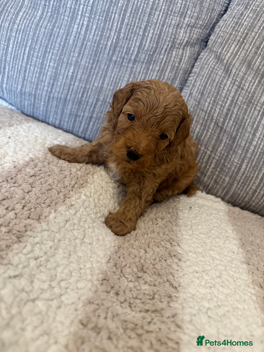 Schnoodle dogs for sale: Miniature Poodle X Schnoodle pups for sale - Image 3