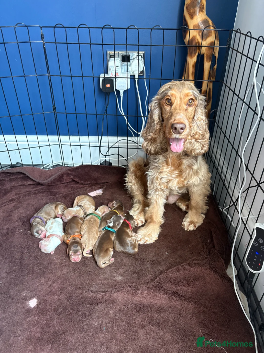Cocker Spaniel dogs for sale: Stunning Show Cocker Spaniel Puppies - Advert 1