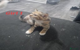Mixed Breed cats for sale: Beautiful kittens for sale - Image 11
