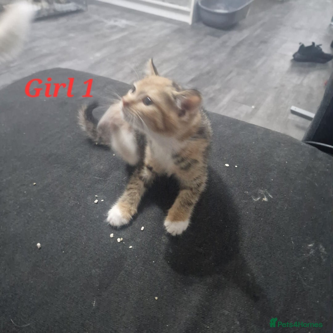 Mixed Breed cats for sale: Beautiful kittens for sale - Image 11
