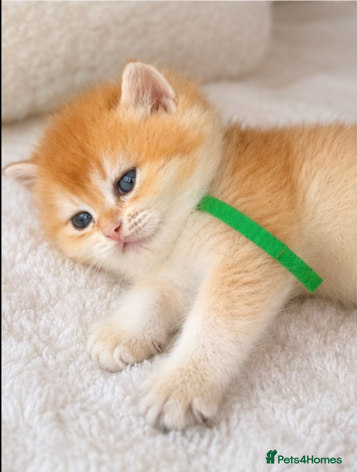 British Shorthair cats TICA reg ny12 golden kittens  - Advert 8