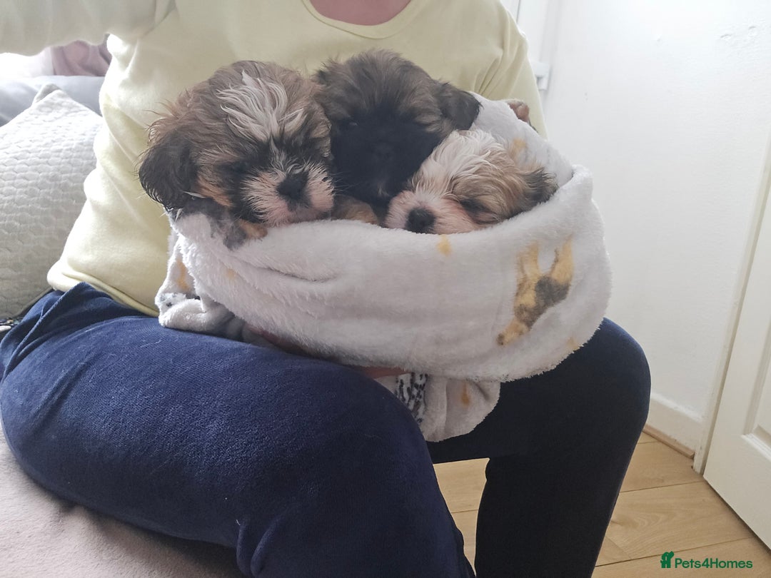 Shih Tzu dogs for sale: Shih tzu - Image 8