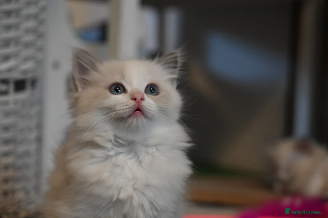 Ragdoll cats for sale: Now ready to leave – Blue Point– TICA Registered - Advert 21