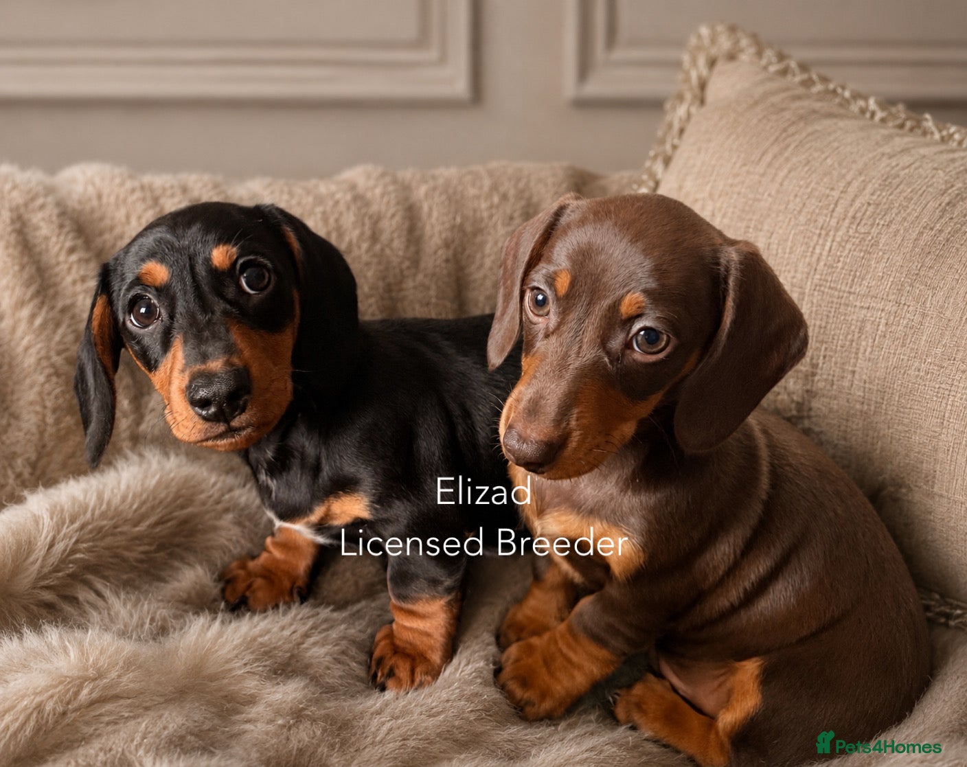 Miniature Dachshund dogs READY NOW! 2 BOYS Licensed, kc/pra clear  - Advert 16