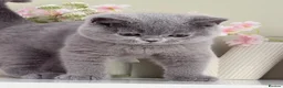 British Shorthair cats for sale: Gorgeous British Kittens - Advert 3