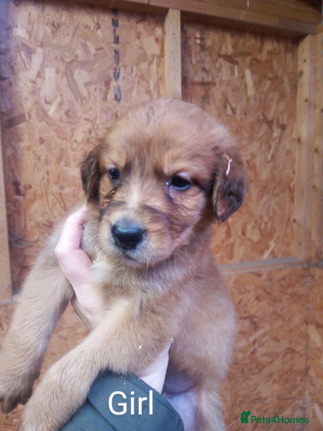 Mixed Breed dogs for sale: 9 Irish setter X lurcher pups - Image 8