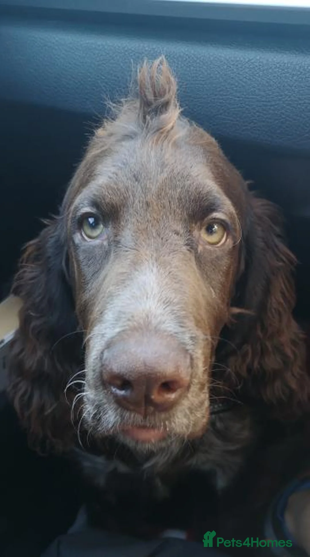 Field Spaniel dogs for sale: Polish Hunting Spaniel in Huntingdon - Advert 3