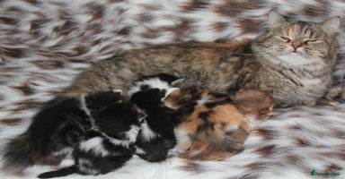 Scottish Fold cats Delightful Babies with delightful markings - Advert 8