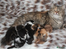 Scottish Fold cats Delightful Babies with delightful markings - Advert 11