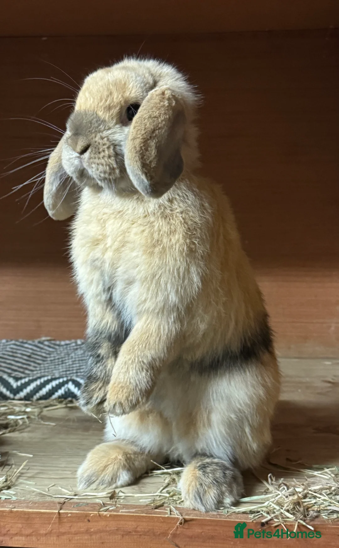 Mini Lop rabbits for sale: Mini Lop Buck  - Advert 2