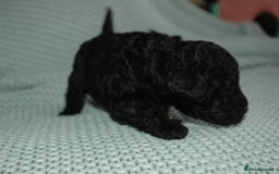 Toy Poodle dogs for sale: Toy Poodle  - Image 7