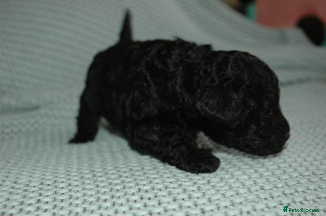 Toy Poodle dogs for sale: Toy Poodle  - Image 7