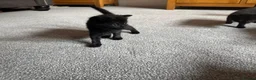 Mixed Breed cats for sale: Cat Kittens looking for forever homes  in Telford - Advert 7