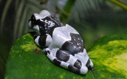 Frog reptiles for sale: Amazon milk frogs  - Image 1